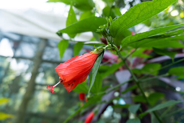 Red hibiscus flowers, blurred background of leaves