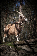 Teutoburger Waldziegen