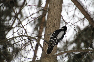 Woodpecker On The Tree, Whitemud Park, Edmonton, Alberta