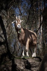 Teutoburger Waldziege