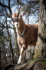 Teutoburger Waldziege