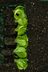 Lettuce plant set on the ground close-up. Romaine lettuce on the ground.Fresh herbs and vegetables from your garden.Growing bio vegetables 