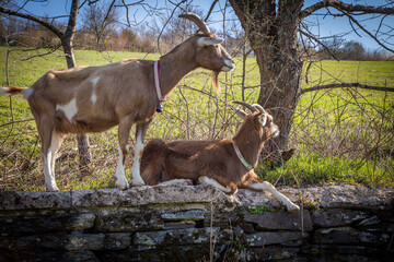 Teutoburger Waldziegen