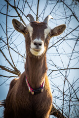 Teutoburger Waldziege