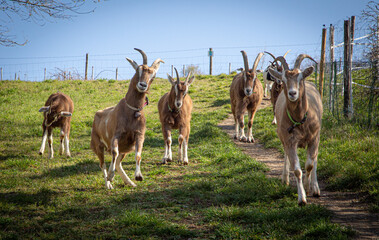 Teutoburger Waldziegen