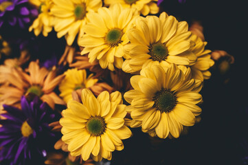 Yellow chrysanthemums are in full bloom in vintage tones.