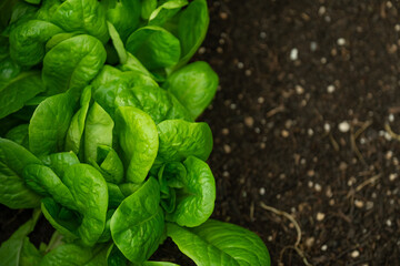 Gardening and agriculture.Romaine lettuce on the ground.Fresh herbs and vegetables from your garden. Lettuce plant set on the ground close-up.Growing pure bio vegetables in your own garden.