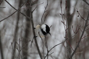 Obraz na płótnie Canvas bird on a branch, Whitemud Park, Edmonton, Alberta