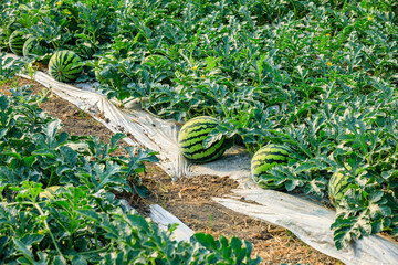 Watermelon on the green watermelon plantation in the summer. Agricultural watermelon field.