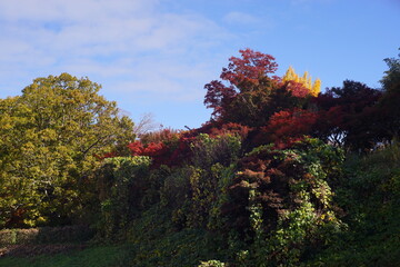 Naklejka premium 森林