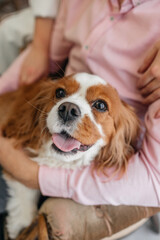 Cute cavalier king charles spaniel in the hands of the owner
