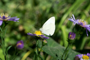 white butterfly drinking floral nectar on a green background
