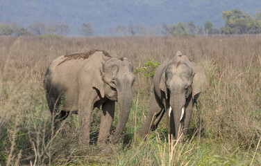 Fototapeta premium Indian elephant (Elephas maximus indicus) or tusker in the jungle of Jim corbett national park, India.