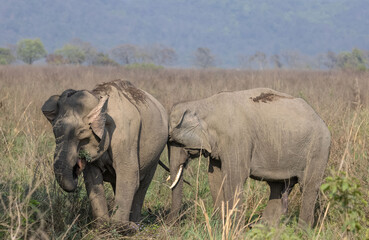 Naklejka na ściany i meble Indian elephant (Elephas maximus indicus) or tusker in the jungle of Jim corbett national park, India.