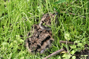 lapwing chick on the grass