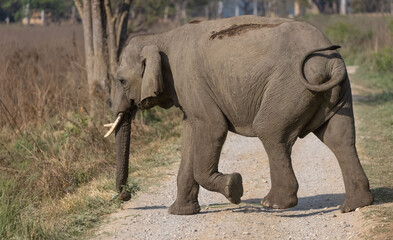 Obraz premium Indian elephant (Elephas maximus indicus) or tusker in the jungle of Jim corbett national park, India.