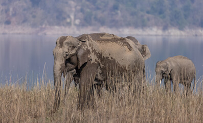 Obraz premium Indian elephant (Elephas maximus indicus) or tusker in the jungle of Jim corbett national park, India.