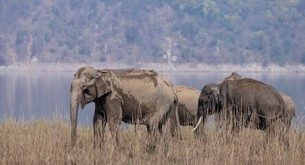 Obraz premium Indian elephant (Elephas maximus indicus) or tusker in the jungle of Jim corbett national park, India.