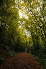 Trekking path in the forest in the fall. Recreational areas background photo