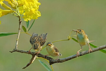 bird on a branch