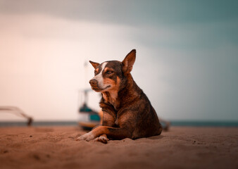 A dog looking sideways while sitting on the sand on an empty beach during the evening golden hour with a boat in the background