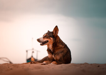 A dog resting on the sand on an empty beach during the evening golden hour