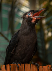 Injured baby crow with blue eyes chick cawing for help