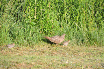 A portrait of a brown female pheasant and two chicks walking through the meadow in the sunlight