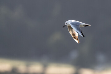 Black-billed Gull, Chroicocephalus bulleri