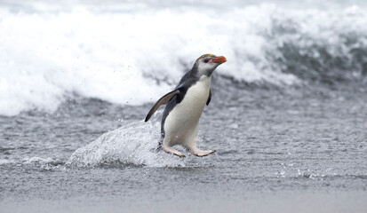 Fototapeta na wymiar Royal Penguin, Eudyptes schlegeli