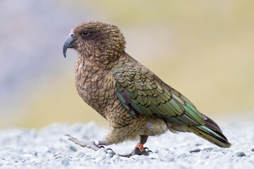 Kea, Nestor notabilis