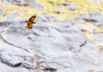 Kea, Nestor notabilis