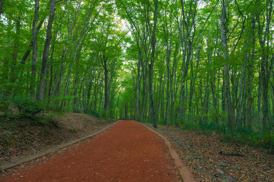 Trekking trail in the forest with tall trees. Belgrad forest in Istanbul
