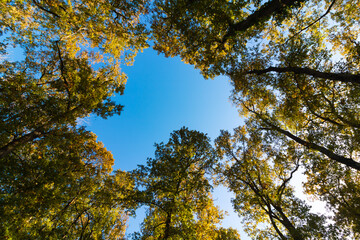 Trees and clear blue sky at sunset from below. Wide angle view of forest