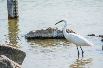 The small white heron or Little egret stands in the lake