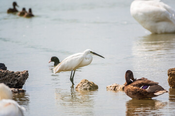 The small white heron or Little egret stands in the lake
