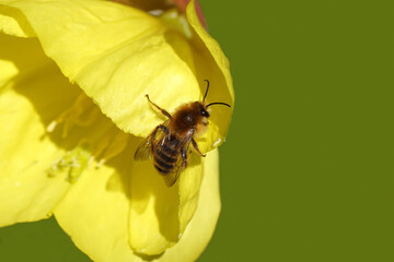  Closeup of male bee Dasypoda hirtipes, subfamily Dasypodainae, family Megachilidae on flower of common evening-primrose (Oenothera biennis), evening primrose family (Onagraceae). Dutch garden. July