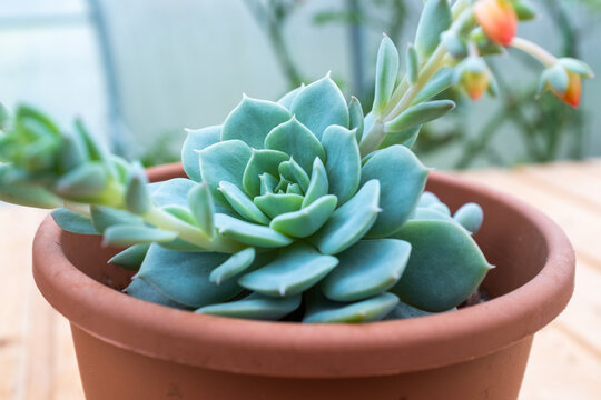 Bloom succulent plant in pot, side view. Composition of green echeveria rosette with peduncles for publication, poster, screensaver, wallpaper, banner, cover, post. High quality photo
