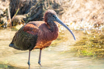 The glossy ibis, latin name Plegadis falcinellus, searching for food in the shallow lagoon.