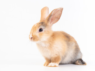 Side view of three colors baby rabbit sitting on white background.