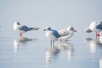 Flock of Seagulls, The European herring gull, swims on the calm lake shore
