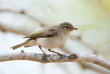 Balkanbergfluiter, Eastern Bonelli's Warbler, Phylloscopus orientalis
