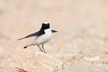 Oostelijke Rouwtapuit, Eastern Mourning Wheatear, Oenanthe lugens