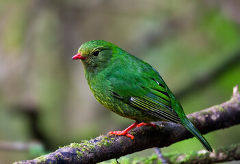 Green-and-black Fruiteater, Pipreola riefferii