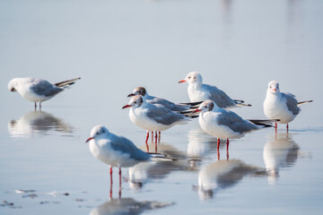 Obraz premium Flock of Seagulls, The European herring gull, swims on the calm lake shore