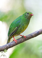 Green-and-black Fruiteater, Pipreola riefferii