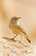 Desert Lark, Ammomanes deserti