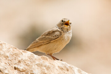 Desert Lark, Ammomanes deserti