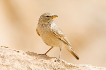 Desert Lark, Ammomanes deserti