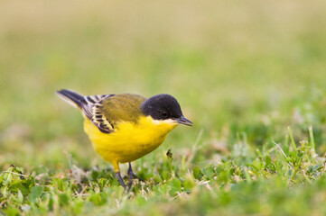 Noordse Gele Kwikstaart; Grey-headed Wagtail; Motacilla thunbergi